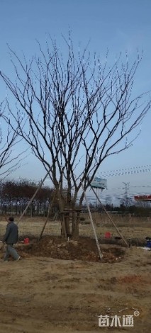 80公分丛生朴树