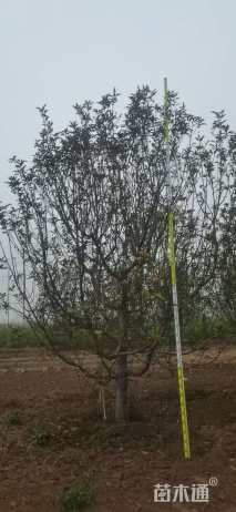 17公分八棱海棠