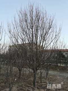 18.1公分八棱海棠