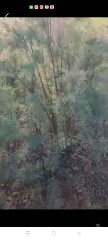 高度160厘米柽柳