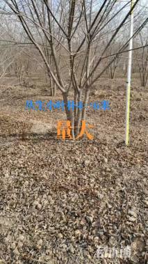 5公分(4杆)丛生朴树