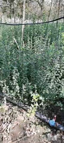 高度70厘米胶东卫矛