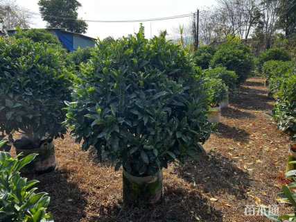 高度120厘米非洲茉莉球