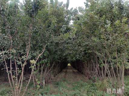 高度600厘米丛生三角枫