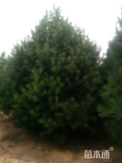 高度400厘米白皮松