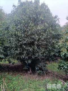 高度380厘米丛生桂花