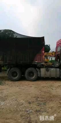 15公分日本晚樱