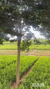 12公分大叶女贞