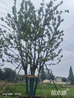 60公分(5杆)丛生乌桕