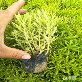 高度30厘米佛甲草