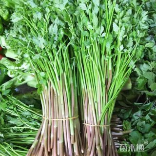 高度30厘米水蕨