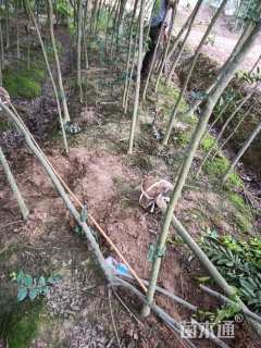 3公分朴树