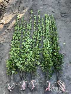 高度150厘米北海道黄杨