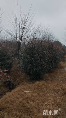 13公分黄山栾树