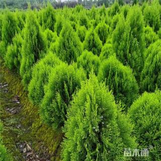 高度30厘米洒金柏小苗