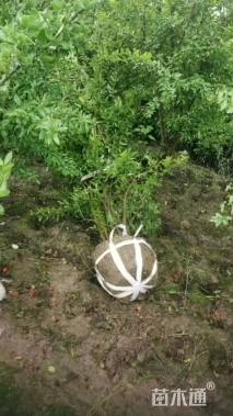 高度300厘米丛生花石榴