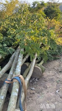 8公分海南黄花梨