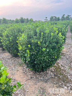 冠幅120厘米大叶黄杨球