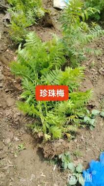 高度30厘米珍珠梅