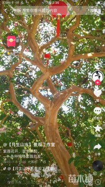 30公分紫薇