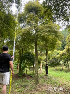 高度300厘米羽毛枫