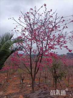 12公分云南樱花