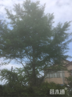 28公分银杏