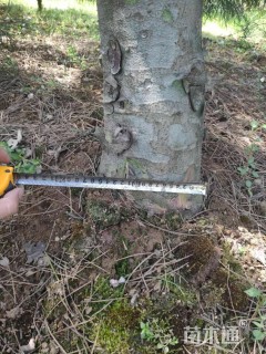 高度400厘米白皮松