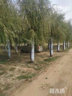 14公分旱柳