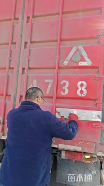 高度500厘米丛生山丁子