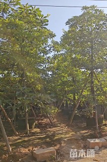 10公分尖叶杜英