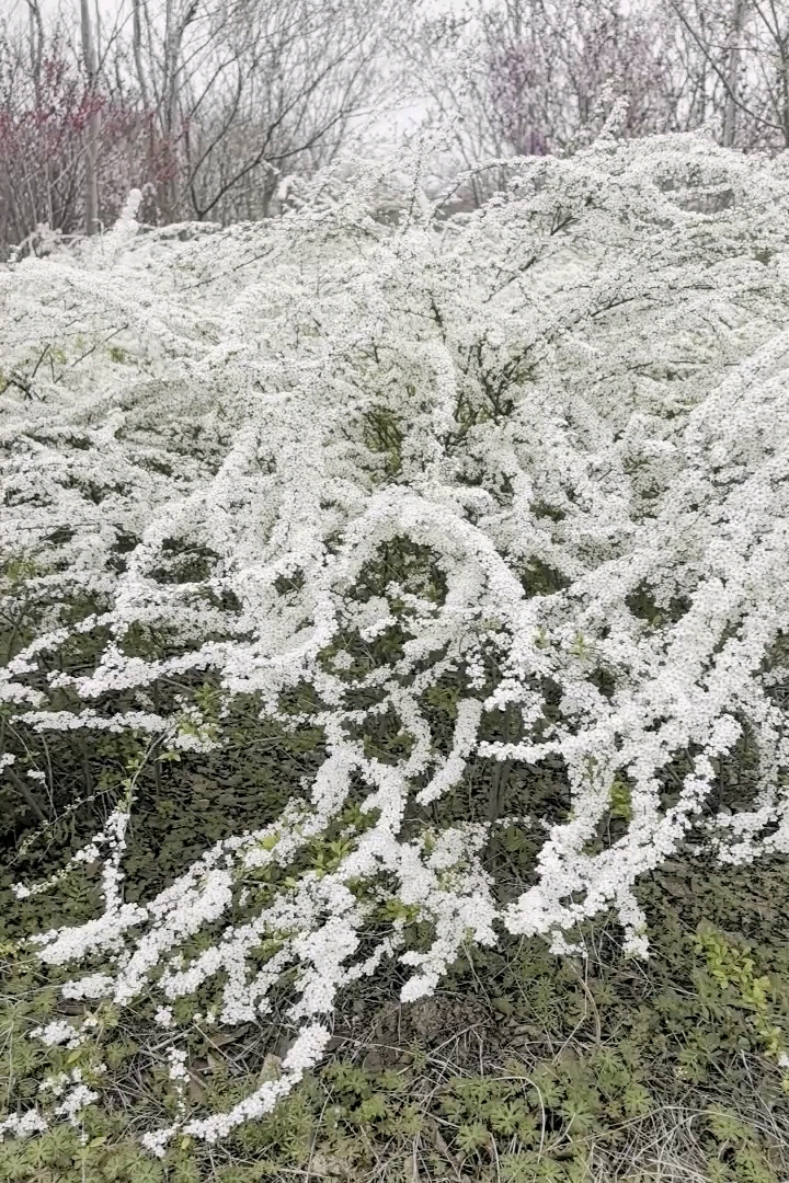 高度130厘米珍珠梅