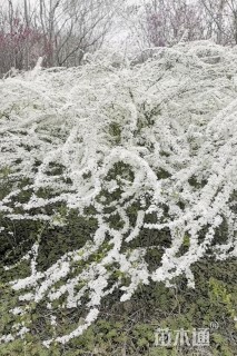 高度130厘米珍珠梅
