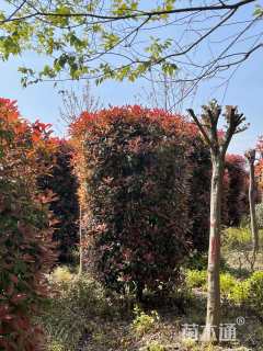 高度300厘米红叶石楠柱