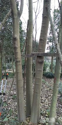 65公分丛生朴树