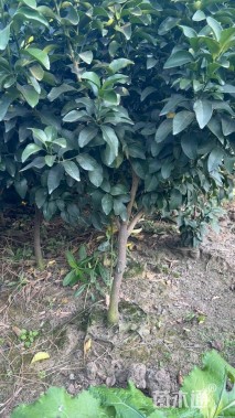高度120厘米柑橘