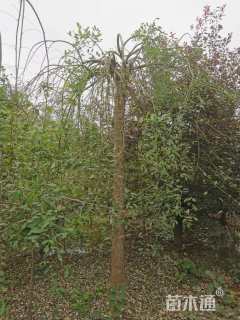 13公分龙爪槐