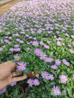 高度15厘米姬小菊