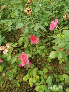 高度15厘米丰花月季