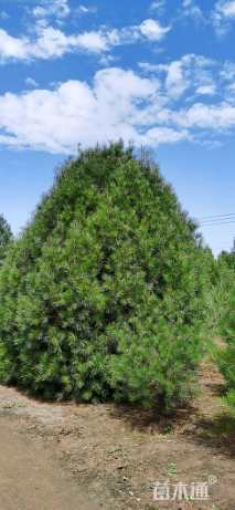 高度650厘米白皮松