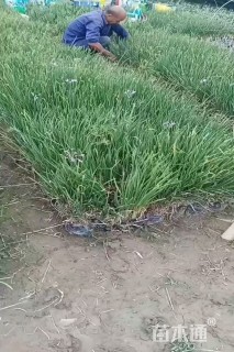 高度25厘米紫娇花