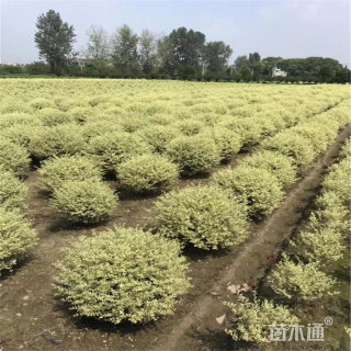 冠幅80厘米银姬小蜡球