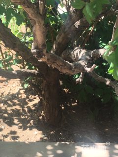 高度200厘米牡丹