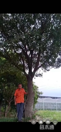30公分朴树