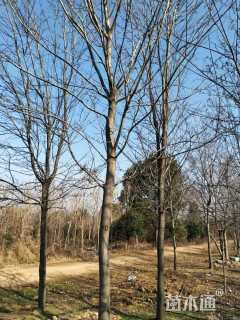 14公分美国红枫