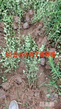 高度80厘米小叶丁香