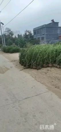 冠幅60厘米卫矛球