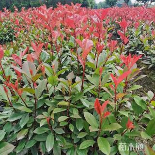高度45厘米红叶石楠绿篱苗