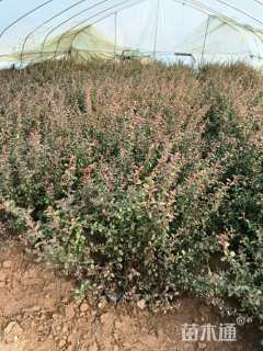 高度60厘米火棘