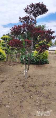 8公分造型红叶李